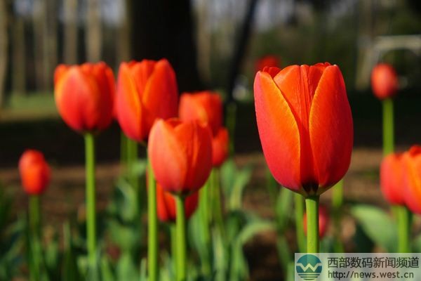 “郁金香”域名Tulip.com交易了?人名域名Tatta.com價值50萬?